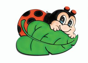 coccinella coccinella
